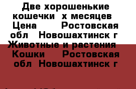 Две хорошенькие кошечки 3х месяцев › Цена ­ 1 - Ростовская обл., Новошахтинск г. Животные и растения » Кошки   . Ростовская обл.,Новошахтинск г.